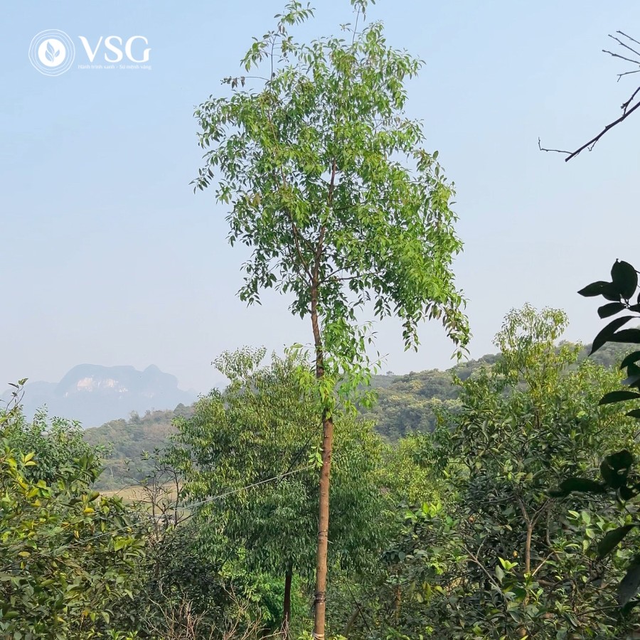 Chăm sóc dinh dưỡng cho cây Đàn Hương trắng giai đoạn 7-12 năm