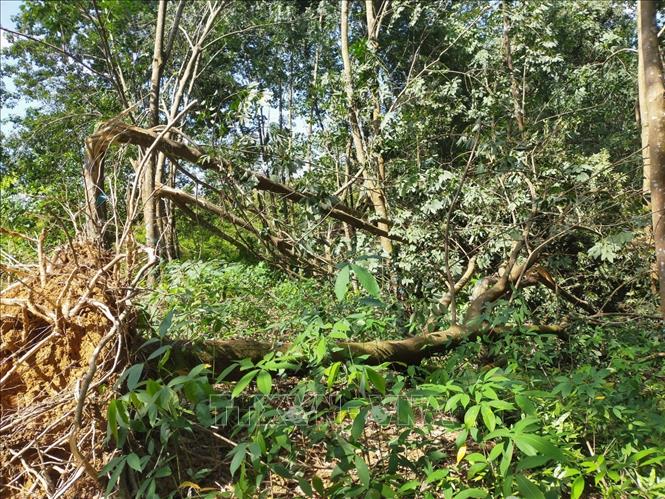 Cách bảo vệ cây Đàn Hương trắng khỏi cháy rừng và gió mạnh