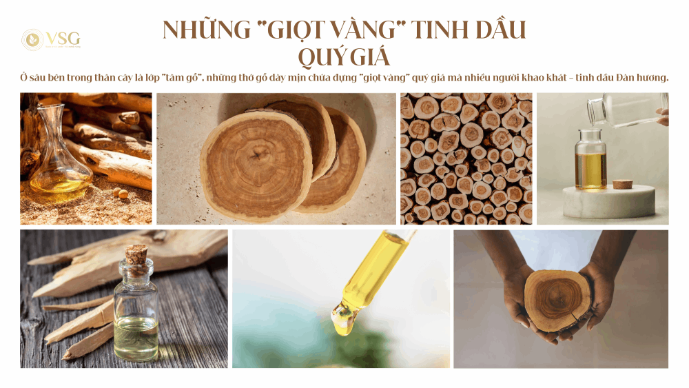 Trồng cây Đàn Hương bao lâu thì thu hoạch?