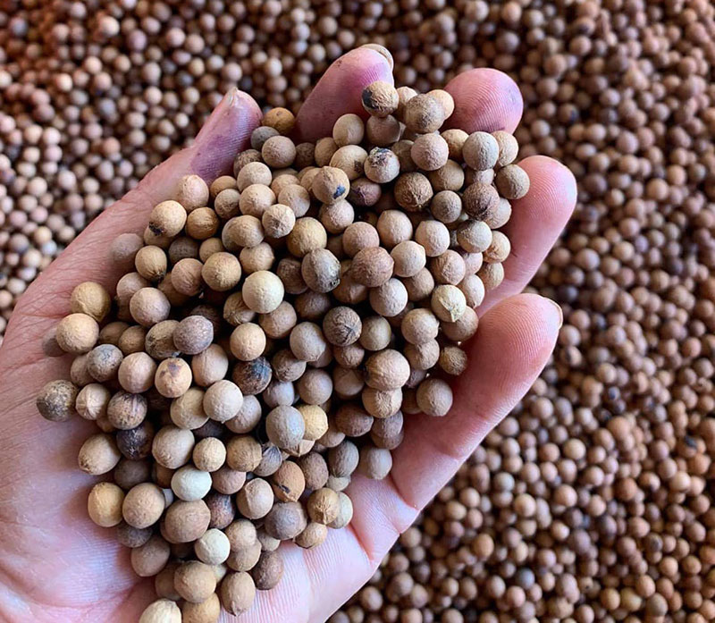 Hướng dẫn thu hoạch và bảo vệ hạt Đàn Hương trắng - Tối ưu tinh dầu chất lượng cao