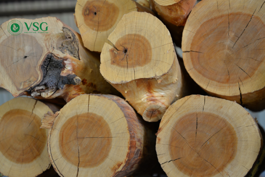 Đàn Hương trắng bao nhiêu năm thì thu hoạch được? Chu kỳ sinh trưởng và giá trị kinh tế của cây gỗ tỷ đô