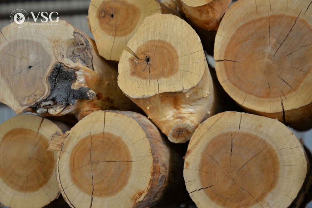 Cây Đàn Hương trắng trồng bao lâu thì thu hoạch? – Bí quyết để đầu tư sinh lời bền vững