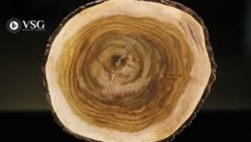 Kỹ thuật chăm sóc cây Đàn Hương trắng năm thứ 12: Chuẩn bị khai thác gỗ hiệu quả