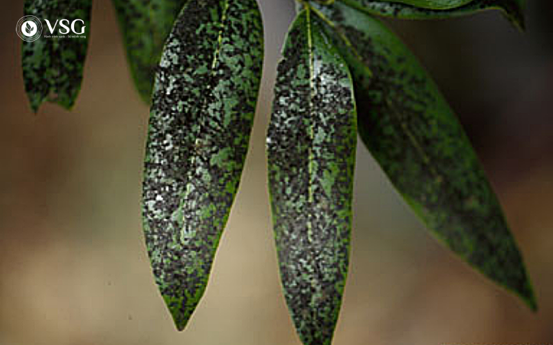 Nấm bồ hóng trên Đàn Hương trắng: Bệnh phổ biến nhưng dễ kiểm soát nếu hiểu đúng