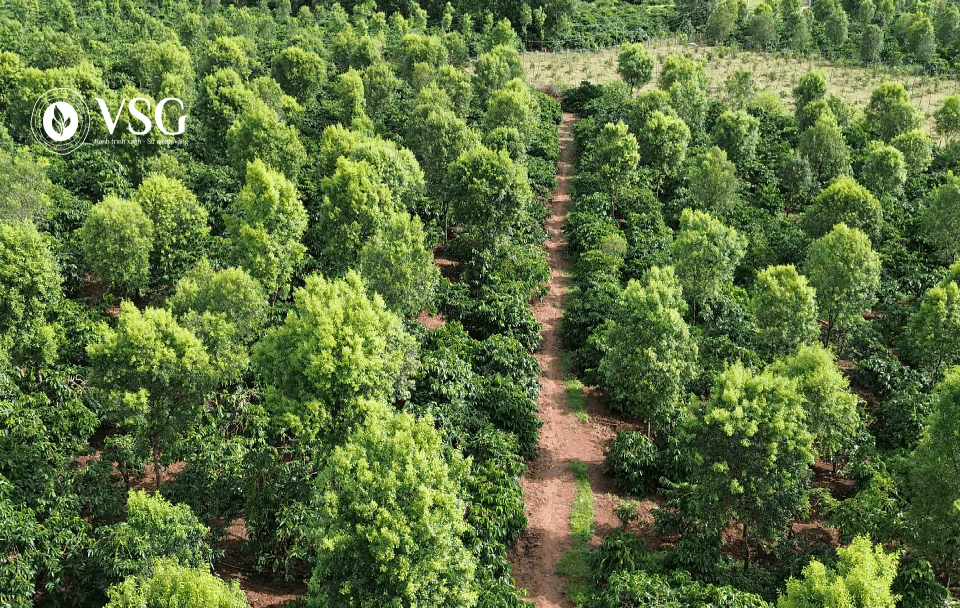 Chăm sóc cây Đàn Hương trắng giai đoạn 4–6 năm: Dinh dưỡng và Phòng bệnh – Chìa khóa hình thành lõi gỗ chất lượng