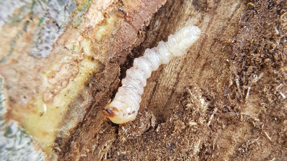 Sâu đục thân trên Đàn Hương trắng: Mối đe dọa thầm lặng và giải pháp xử lý triệt để