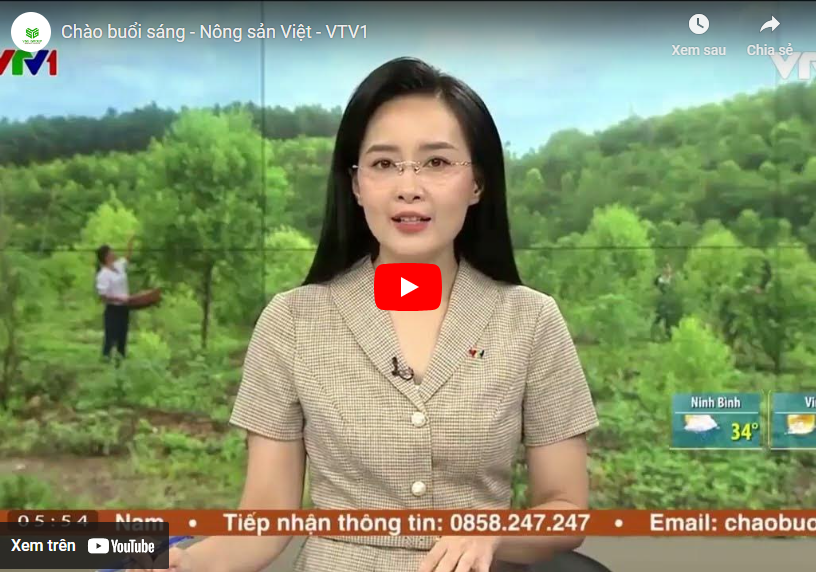 Cùng Chào Buổi Sáng VTV1 Khám Phá Về Cây Đàn Hương
