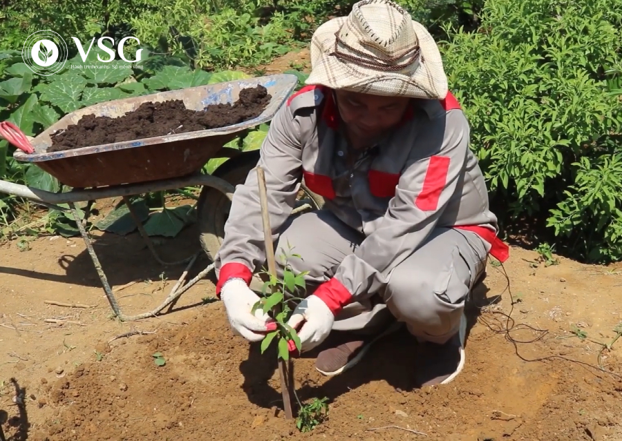 Thời điểm vàng để trồng cây Đàn Hương Trắng – bí quyết thành công cho từng vùng miền Việt Nam!