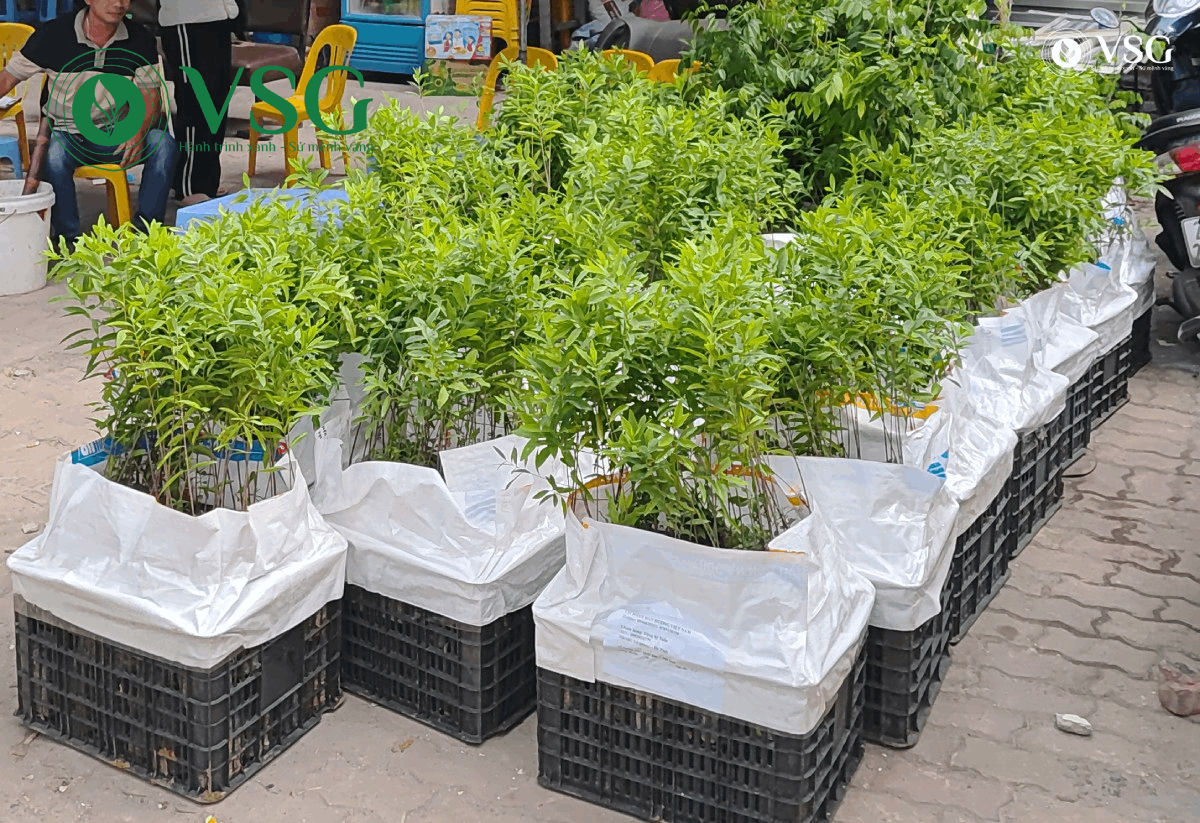 VSG có hỗ trợ vận chuyển và giao cây giống không? – Giải đáp chi tiết cho nhà đầu tư Đàn Hương trắng