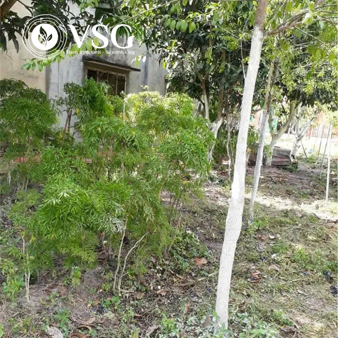 Kỹ thuật chăm sóc cây Đàn Hương trắng năm thứ 12: Chuẩn bị khai thác gỗ hiệu quả