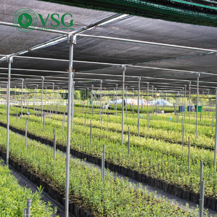 Vườn ươm Cao Dương – Địa chỉ cung cấp giống cây đàn hương chất lượng, chuẩn kỹ thuật hàng đầu Việt Nam