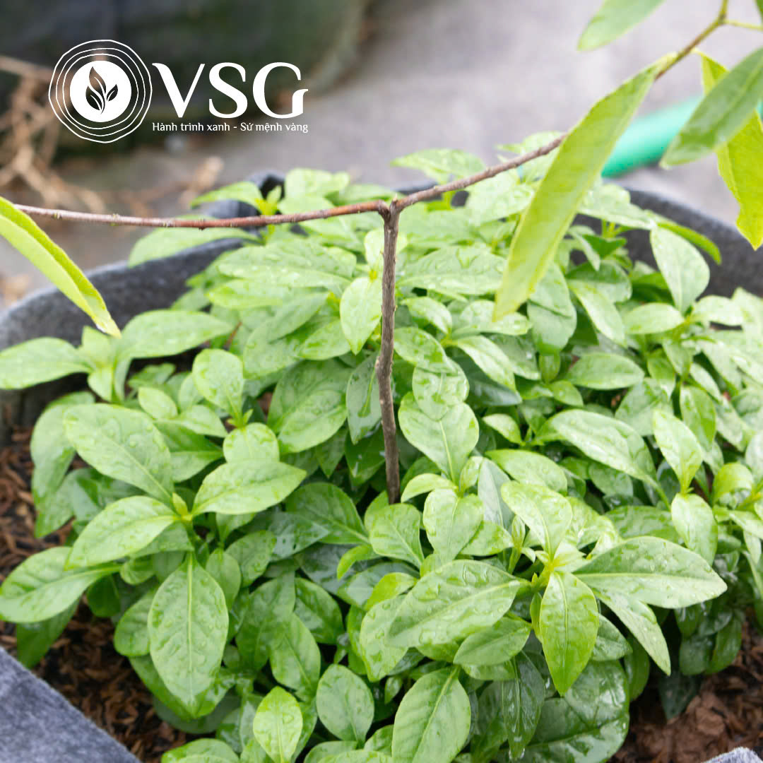 Cây ký chủ cho Đàn Hương trắng: Lựa chọn đúng, cây khỏe mạnh, năng suất cao