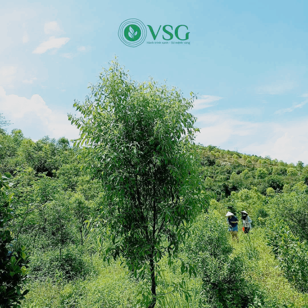 Hướng dẫn chăm sóc cây Đàn Hương trắng giai đoạn 4–6 năm: Tối ưu lõi gỗ bằng cắt tỉa và quản lý cây ký chủ