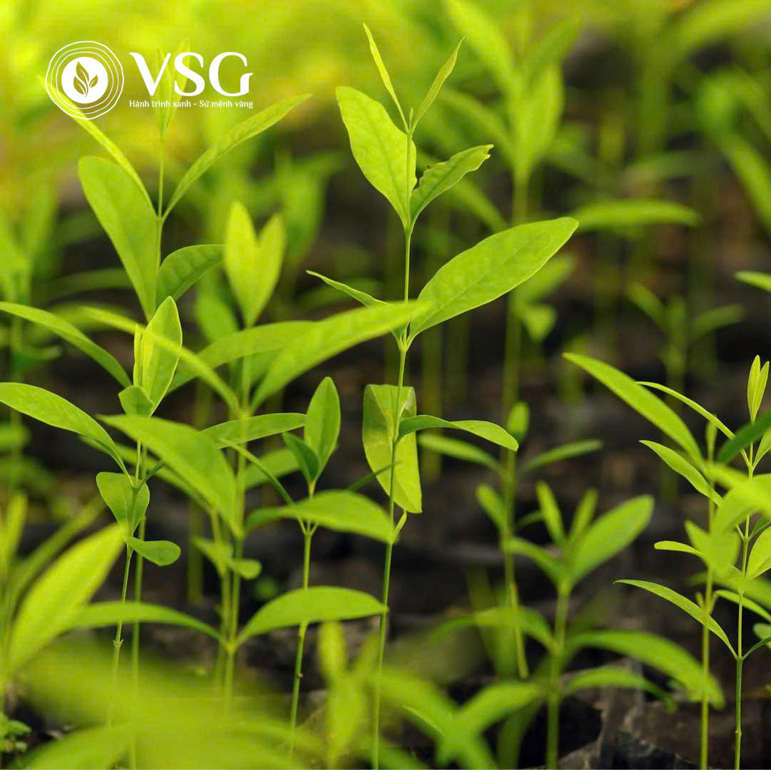 Mua cây giống Đàn Hương ở đâu đảm bảo chất lượng?