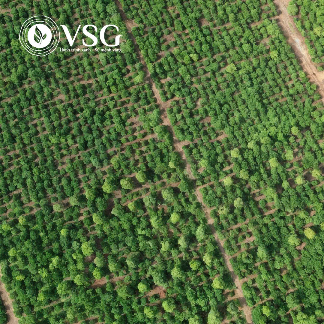 Cây Đàn Hương trắng trồng một mình được không? Loại cây nào trồng xen canh phù hợp?