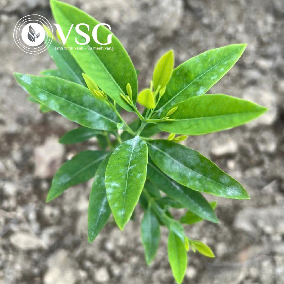 Hướng dẫn kiểm soát bệnh nấm sương mai trên Đàn Hương trắng: Giải pháp toàn diện và dễ áp dụng