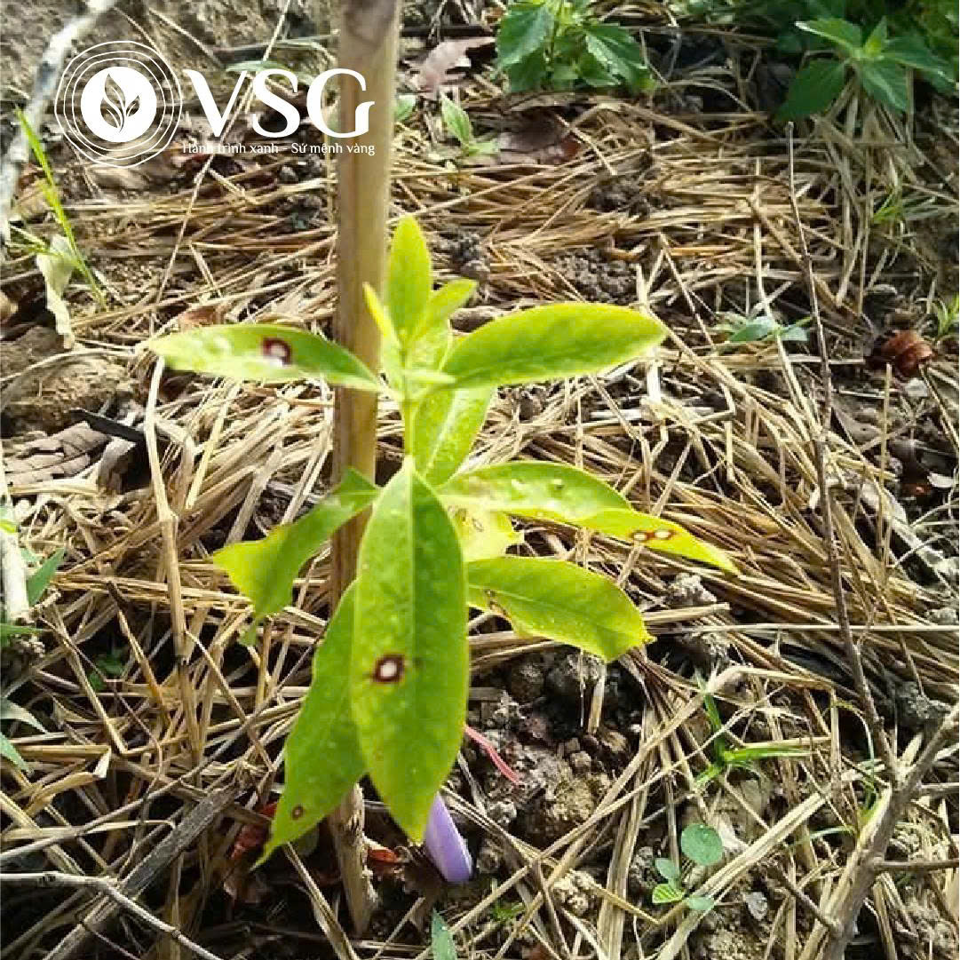 Đốm mắt cua trên Đàn Hương trắng: Bệnh ít gặp nhưng cần xử lý sớm để tránh lây lan