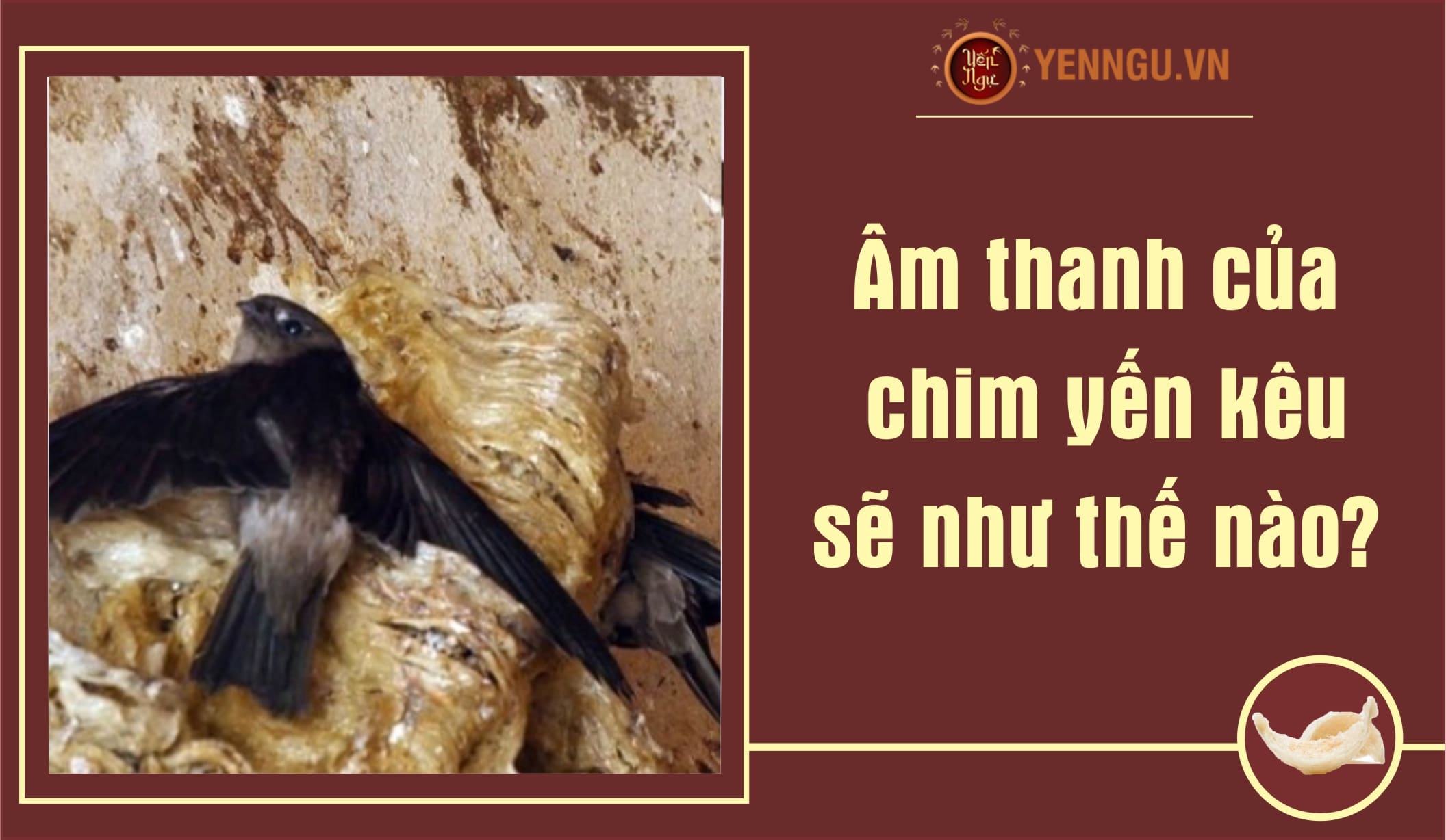 Âm thanh của chim yến kêu sẽ như thế nào?