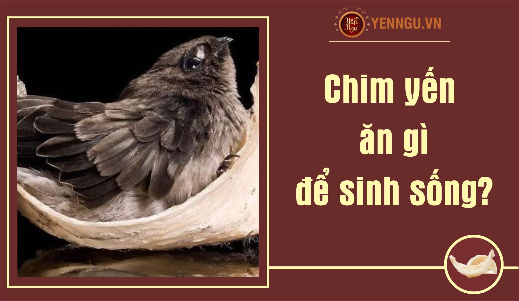 Chim yến ăn gì để sinh sống?