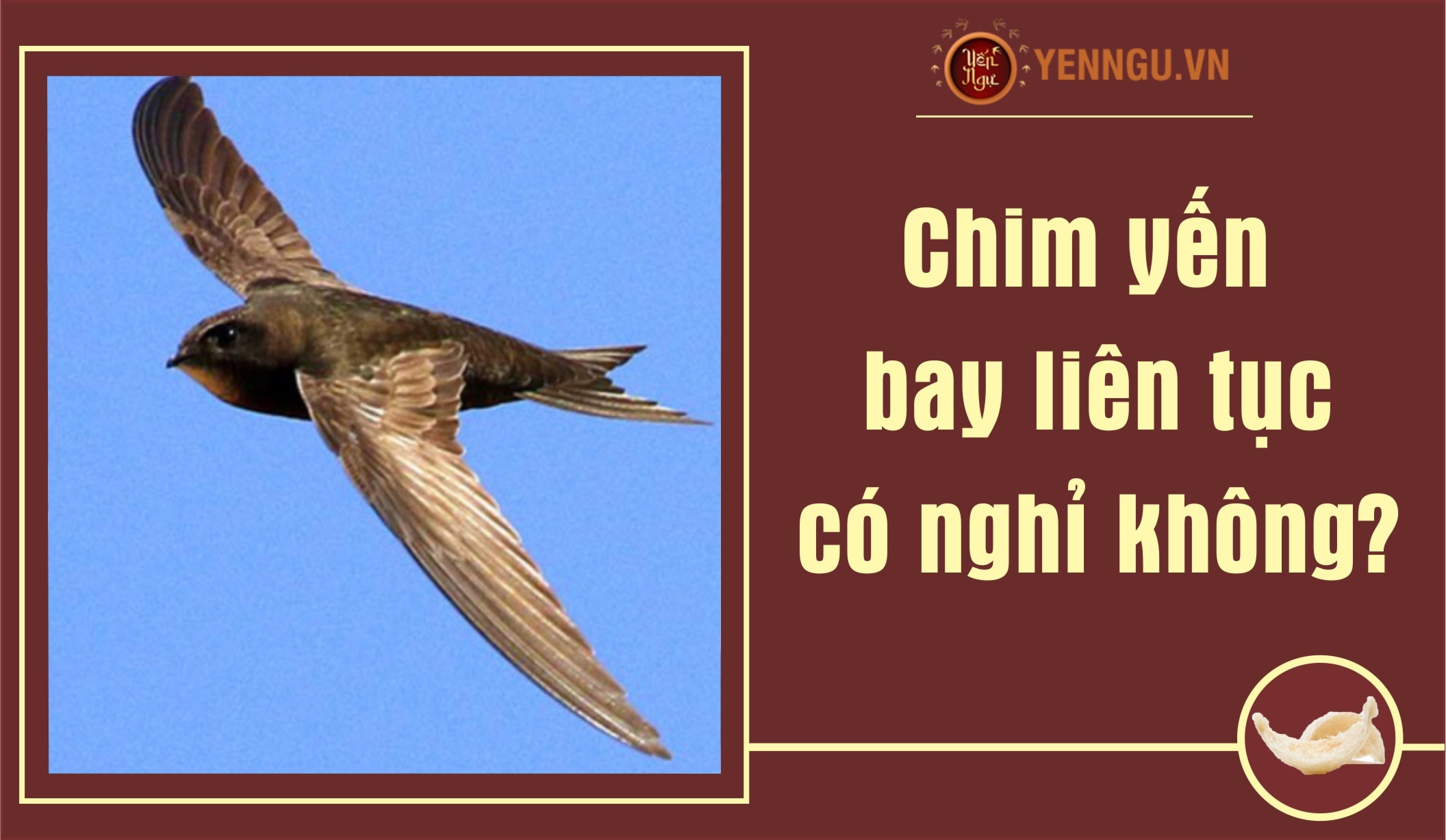 Chim yến bay liên tục có nghỉ không?