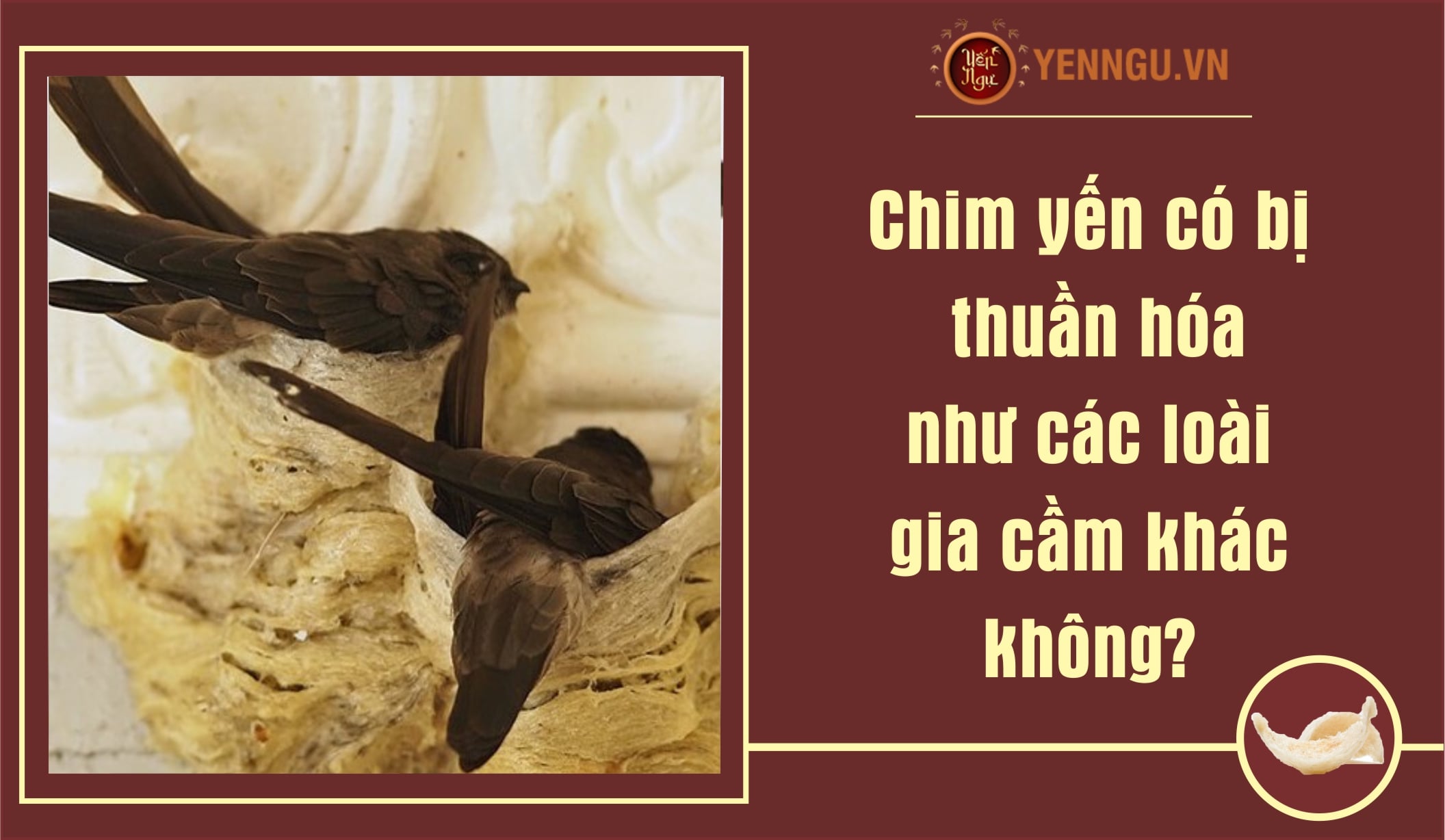 Chim yến có bị thuần hóa như các loài gia cầm khác không?