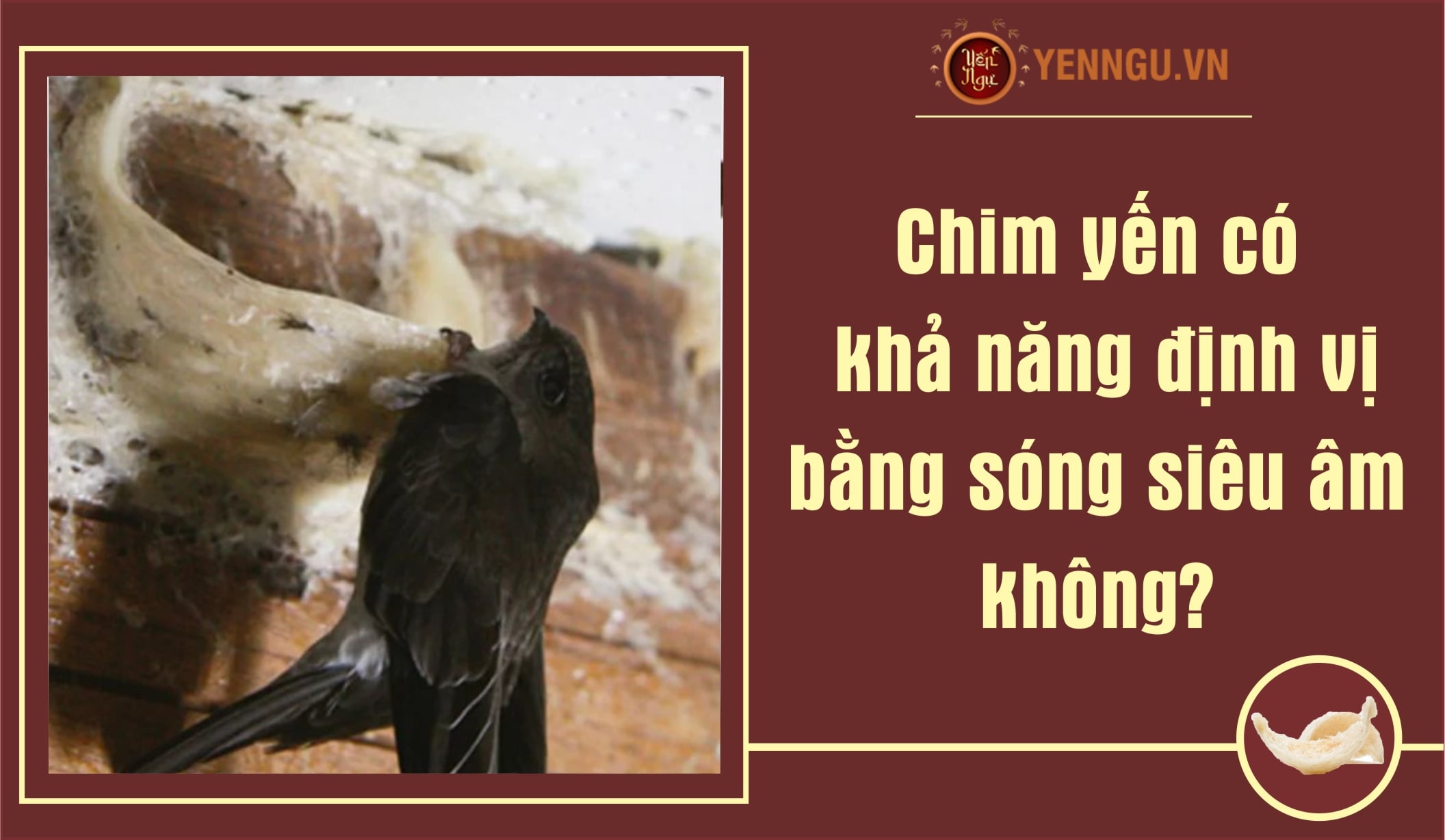 Chim yến có khả năng định vị bằng sóng siêu âm không?