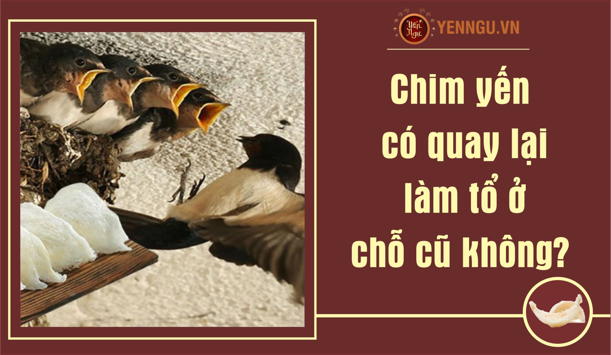 Chim yến có quay lại làm tổ ở chỗ cũ không?
