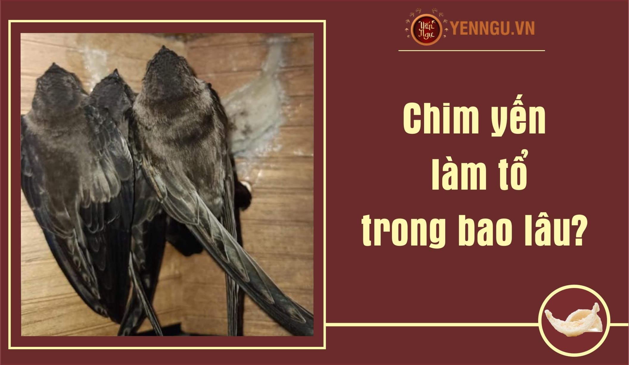 Chim yến làm tổ trong bao lâu?