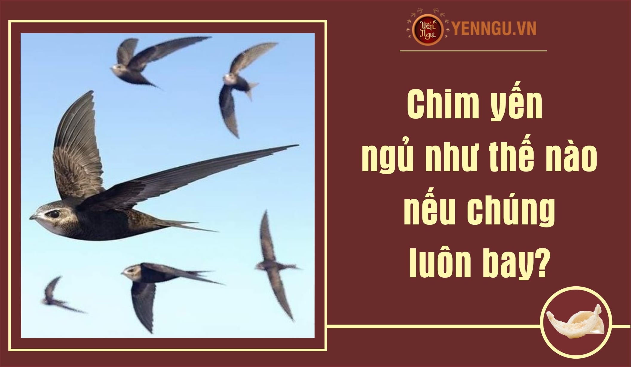 Chim yến ngủ như thế nào nếu chúng luôn bay?