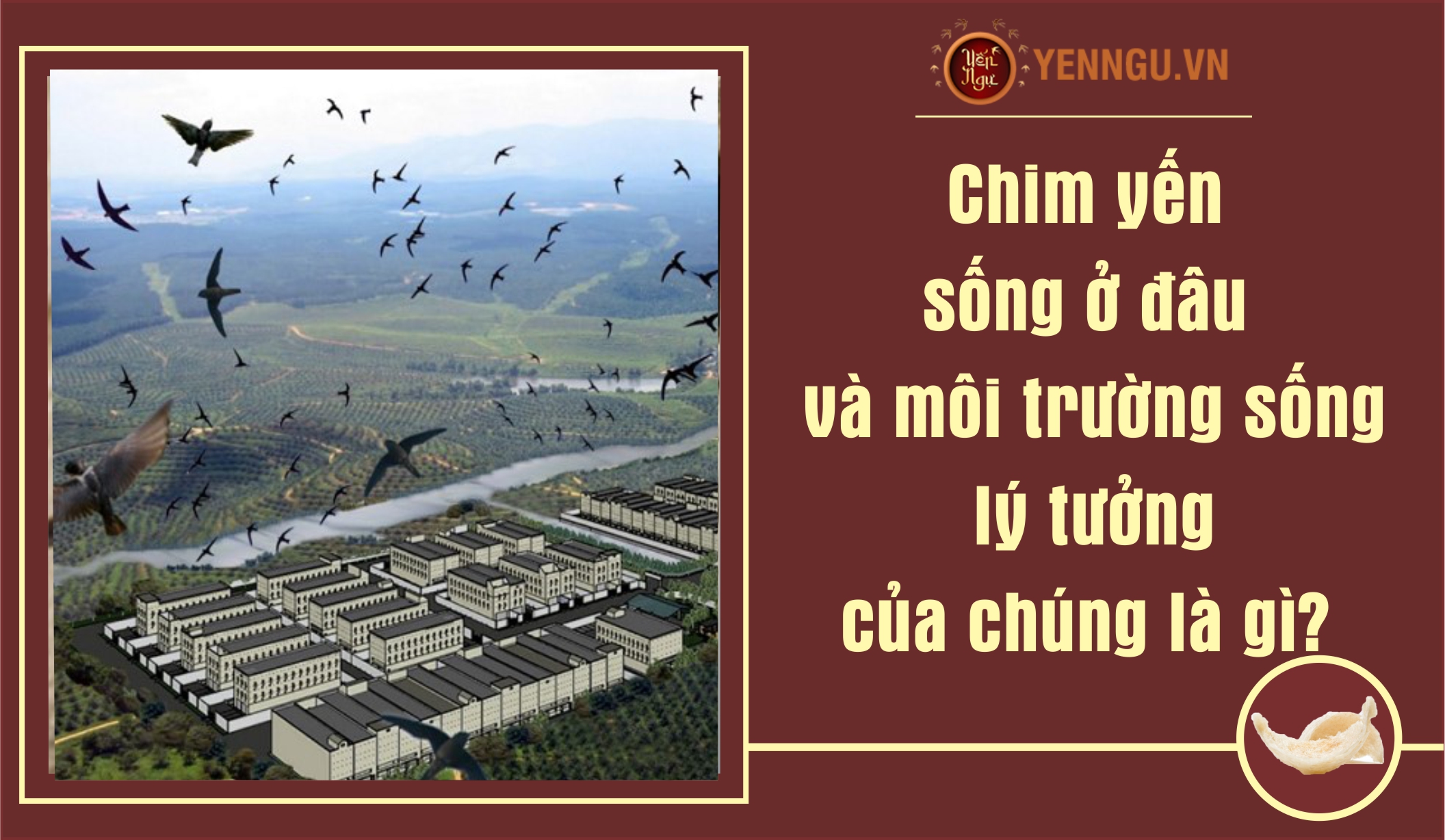 Chim yến sống ở đâu và môi trường sống lý tưởng của chúng là gì?