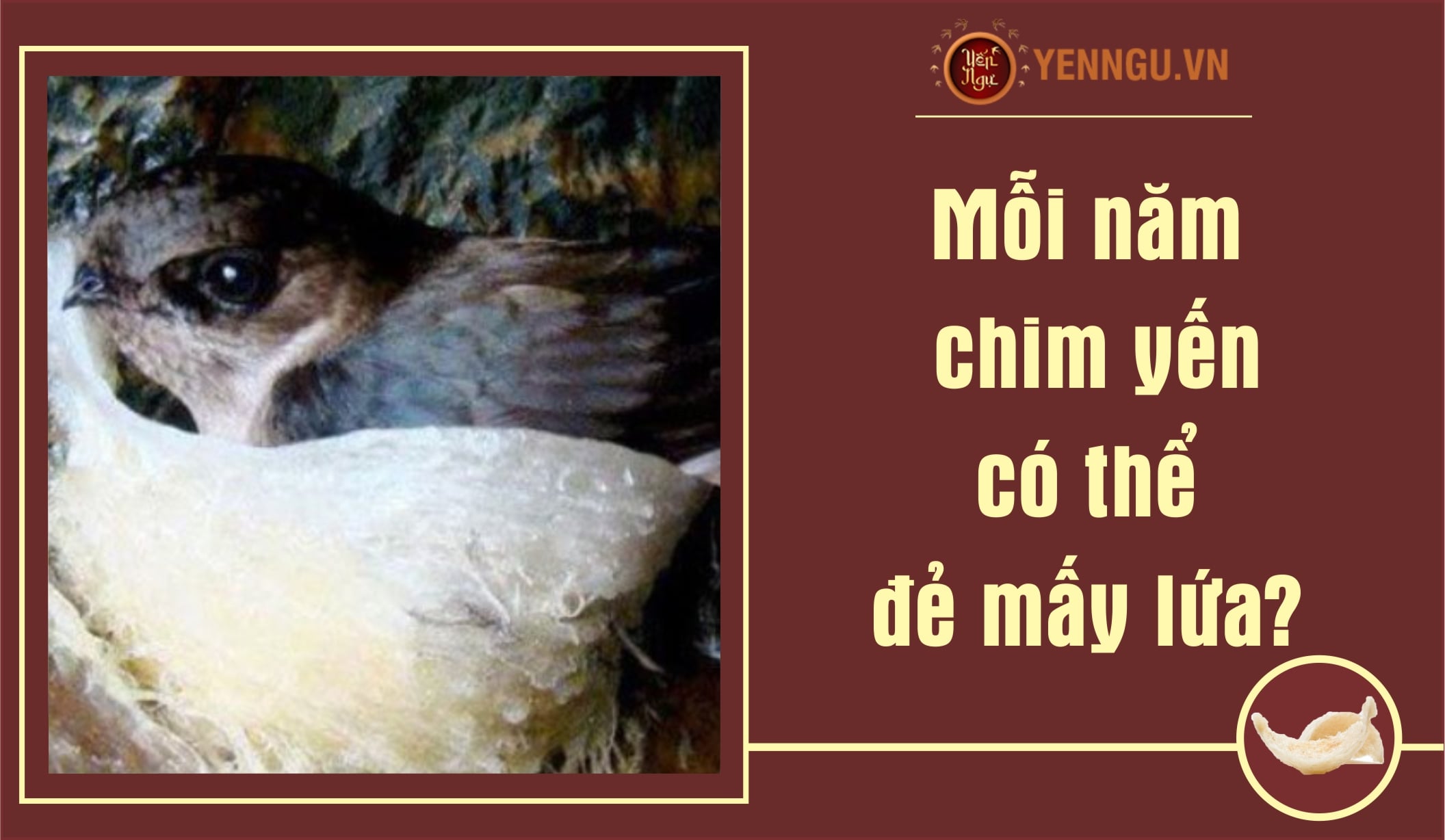 Mỗi năm chim yến có thể đẻ mấy lứa?