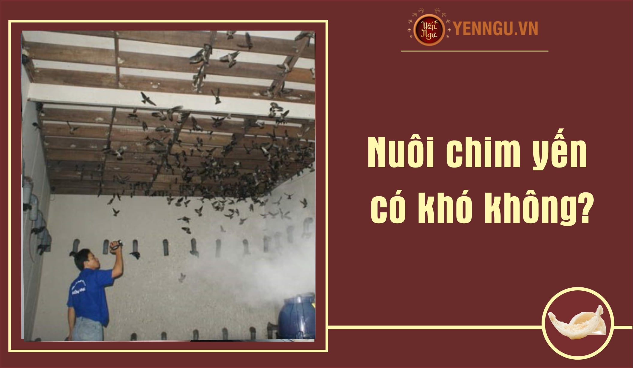 Nuôi chim yến có khó không?