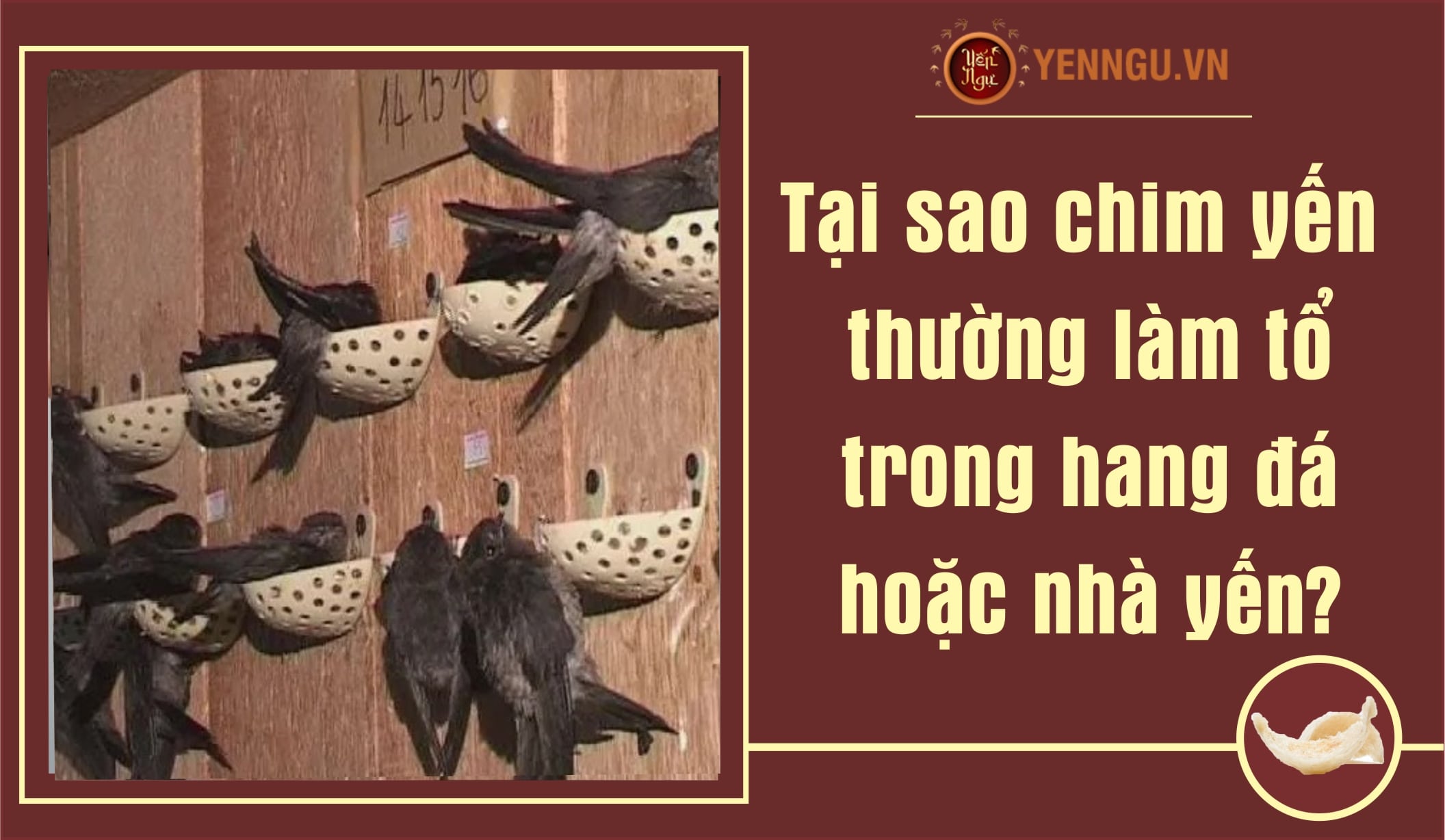 Tại sao chim yến thường làm tổ trong hang đá hoặc nhà yến?