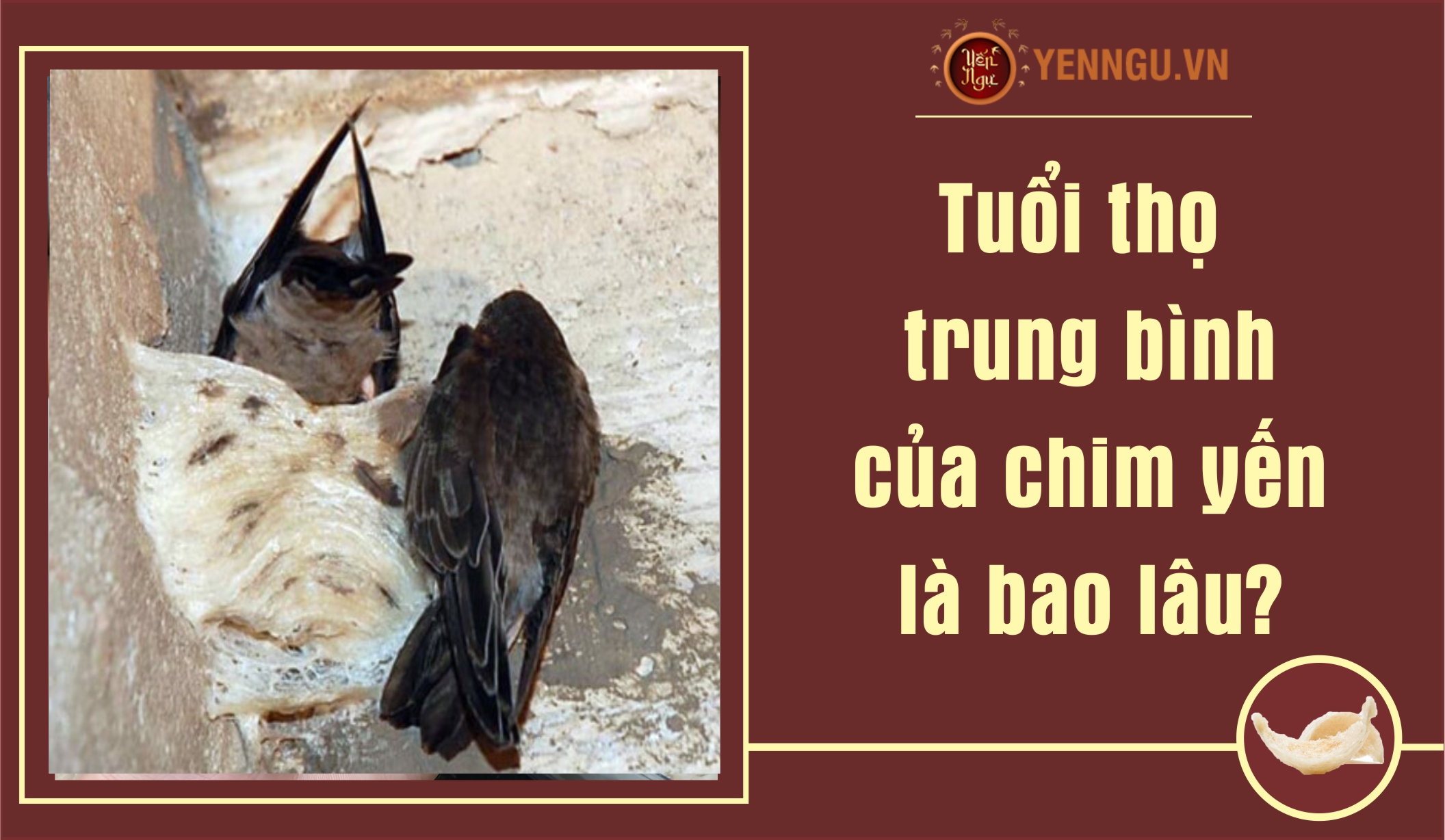 Tuổi thọ trung bình của chim yến là bao lâu?