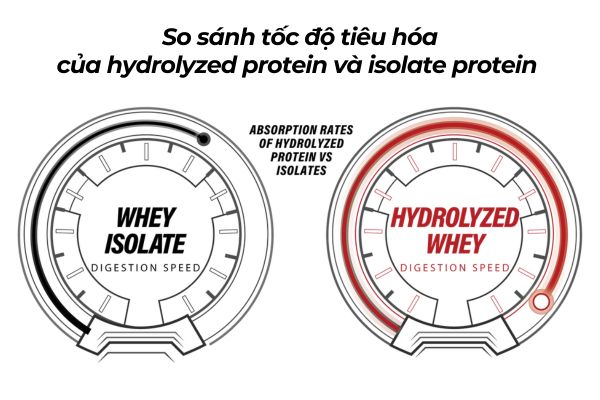 so-sanh-toc-do-tieu-hoa-cua-hydrolyzed-protein-va-isolate-protein