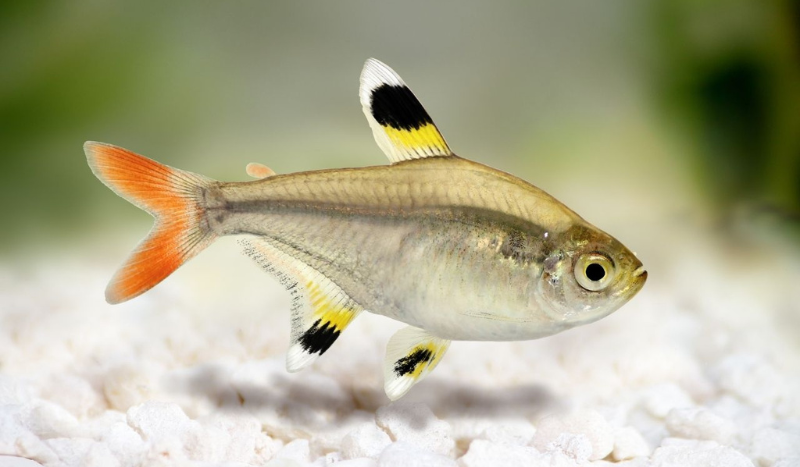 PRISTELLA TETRA