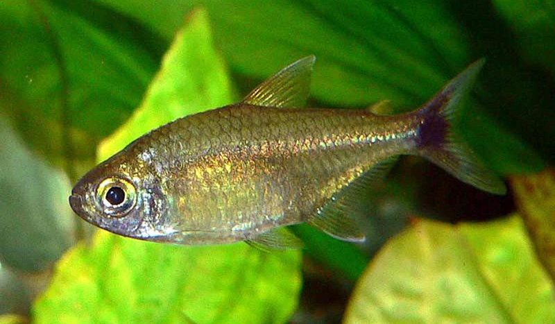 GOLDEN TETRA
