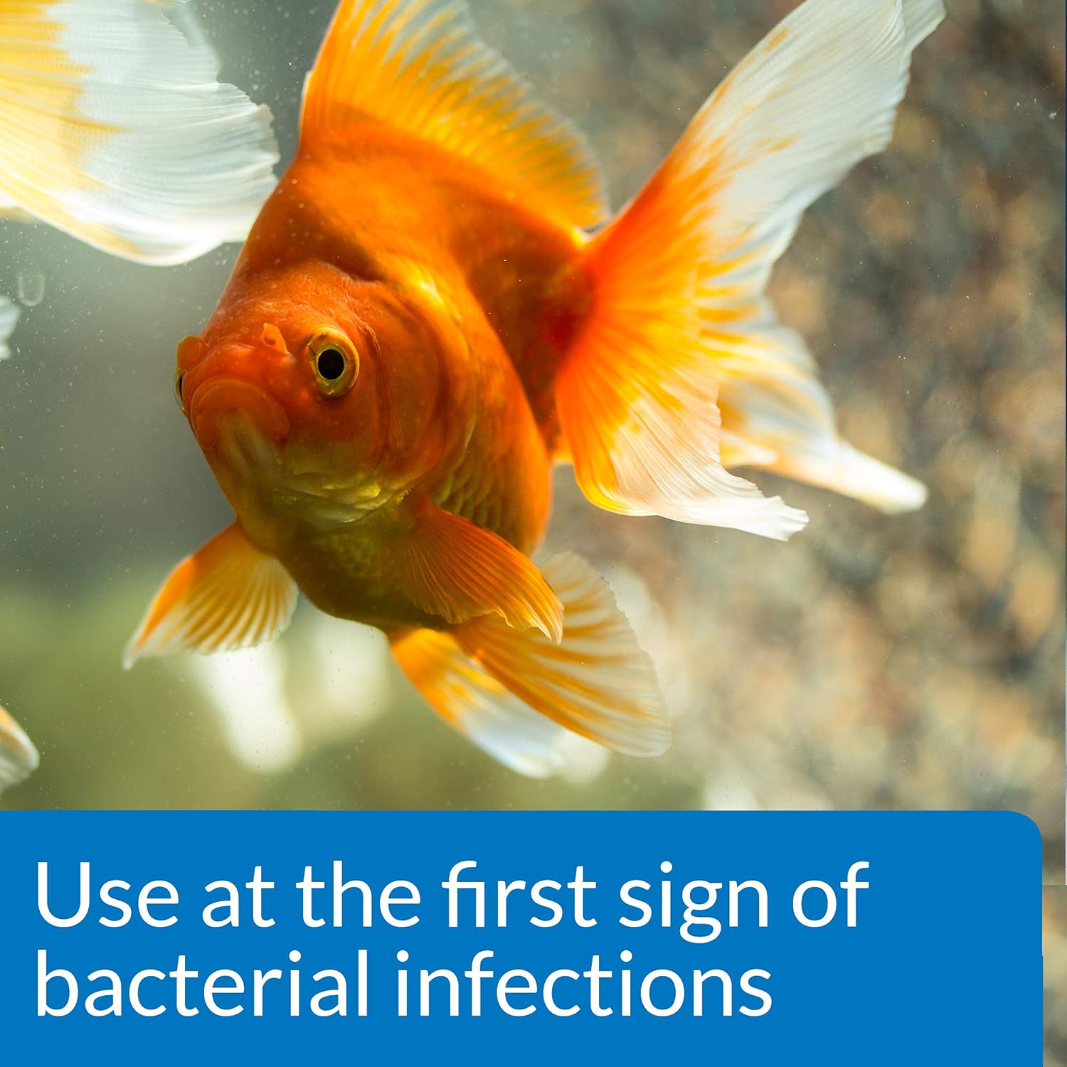 LoveFish - Fin and Body Cure - Trị chảy nhớt, đục mắt, mục vây, xuất huyết, lỡ loét, khuẩn mang, nội tạng, xù vảy, sình bùng, nấm