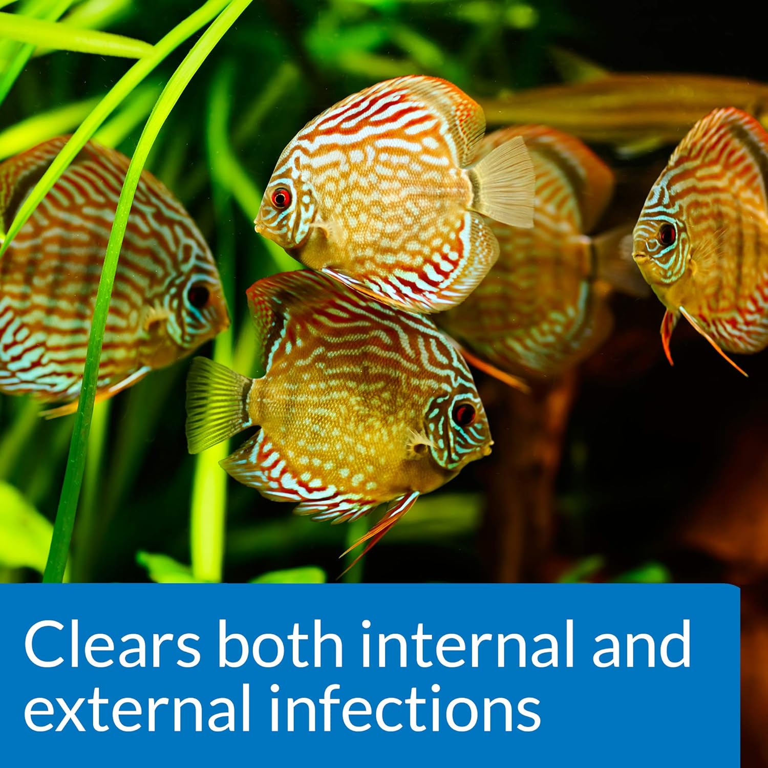 LoveFish - Fin and Body Cure - Trị chảy nhớt, đục mắt, mục vây, xuất huyết, lỡ loét, khuẩn mang, nội tạng, xù vảy, sình bùng, nấm