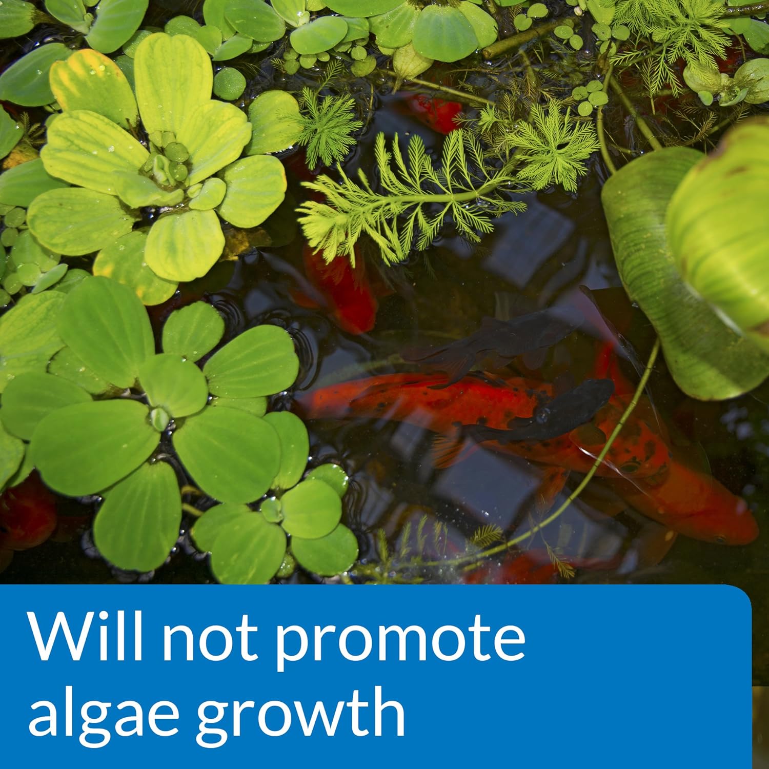 API  - pH Down Pond - Giảm pH cho bể/ao thủy sinh