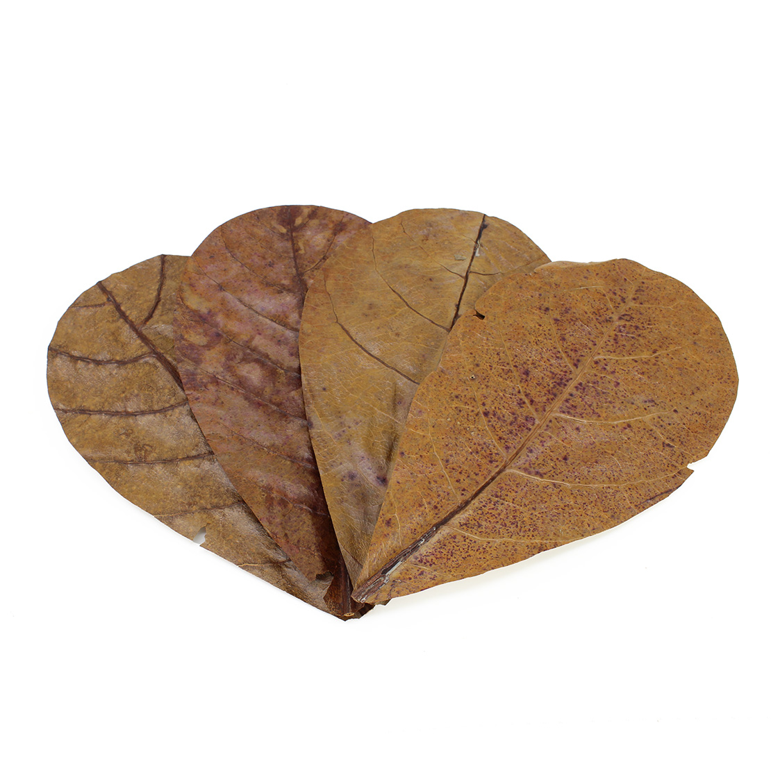 Seachem- Catappa Leaves Md - Lá hạnh nhân Ấn Độ szize lớn (16-17 cm)