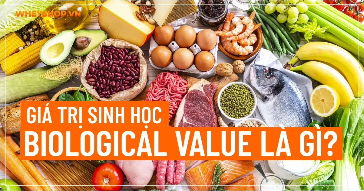 Giá trị Sinh học – Biological Value là gì?