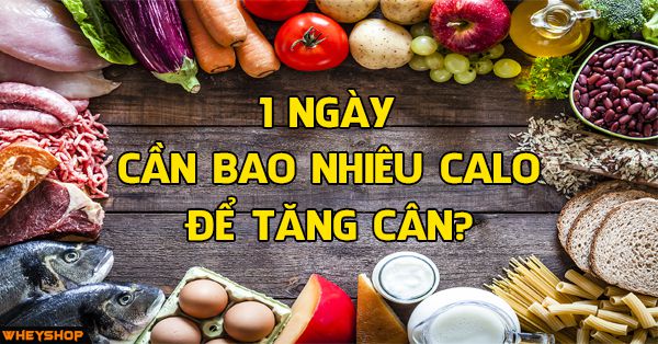 1 ngày cần bao nhiêu calo để tăng cân và câu trả lời từ Wheyshop