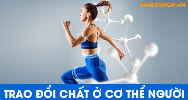 Trao đổi chất ở cơ thể người và những điều bạn chưa biết