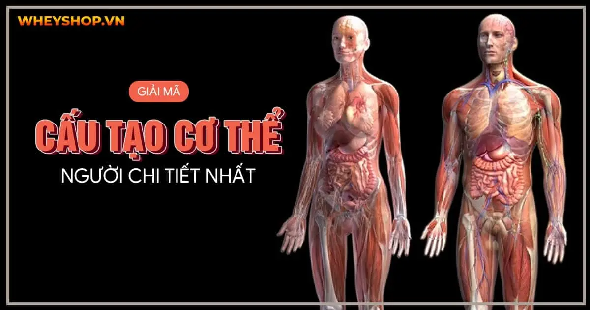 Giải mã: Cấu tạo cơ thể người chi tiết nhất