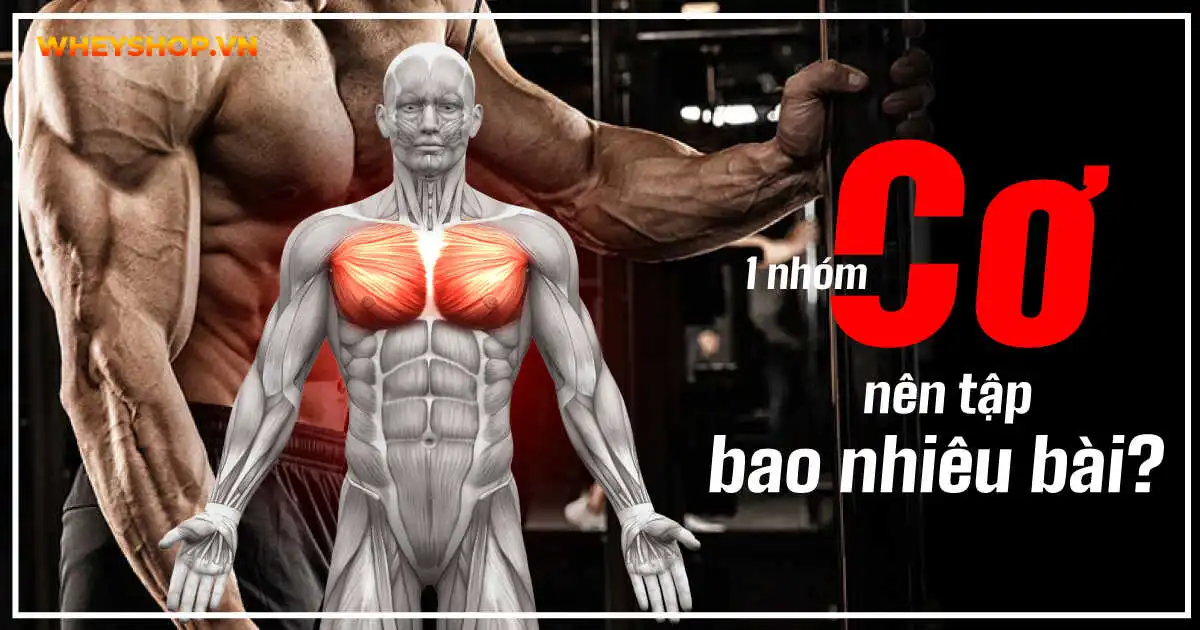1 nhóm cơ nên tập bao nhiêu bài? 