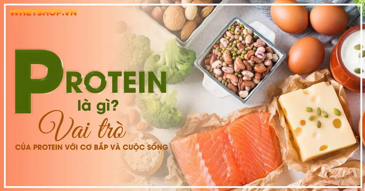 Protein là gì ? Vai trò của Protein với cơ bắp và cuộc sống