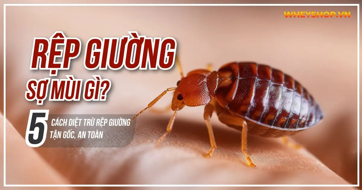 Rệp giường sợ mùi gì? 5 cách diệt trừ rệp giường tận gốc, an toàn