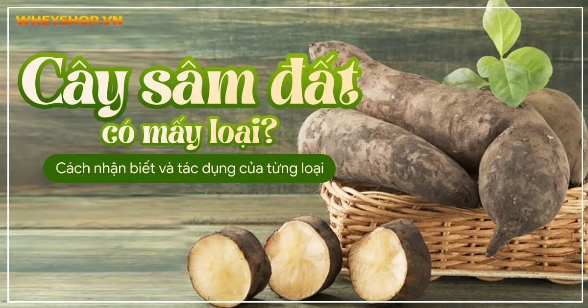 Cây sâm đất có mấy loại? Cách nhận biết và tác dụng của từng loại