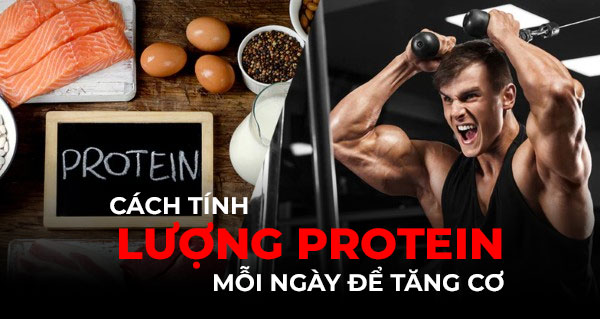 Cách tính lượng protein mỗi ngày để tăng cơ: tính 3 bước + lỗi tập hay gặp
